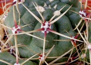 gymnocalycium_monvilei1.jpg