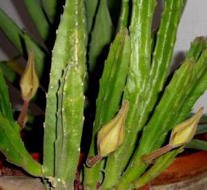 angie_succulent1.jpg