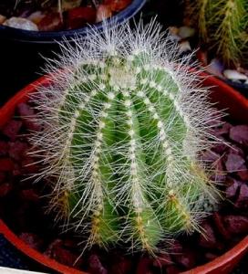 angie_notocactus_magnificus.jpg