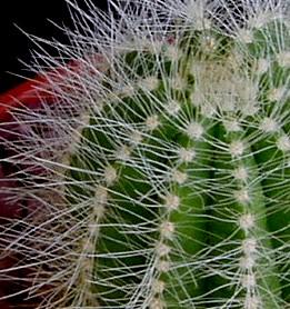 angie_notocactus_magnificus1.JPG