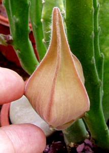 angie_stapelia1.jpg
