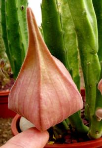 angie_stapelia2.jpg