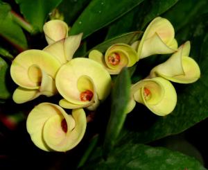 angie_euphorbia13.jpg