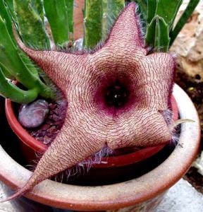 angie_stapelia3.jpg