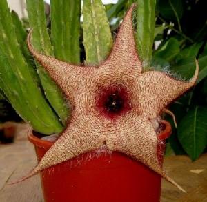 angie_stapelia4.jpg