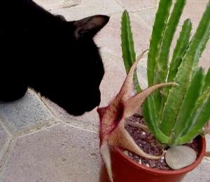 angie_stapelia_ali2.jpg
