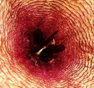 angie_stapelia5.jpg