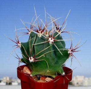 angie_ferocactus_histrix.jpg