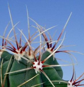 angie_ferocactus_histrix1.jpg