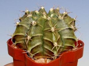 angie_gymnocalycium_mihanovichii.jpg