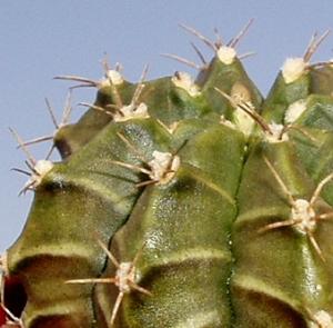 angie_gymnocalycium_mihalovichii_1.jpg