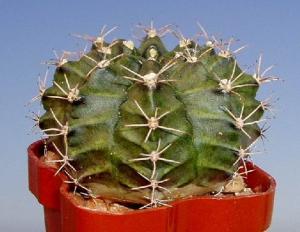 angie_gymnocalycium_mihanovichii1.jpg