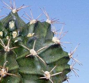 angie_gymnocalycium_mihanovichii1_1.jpg