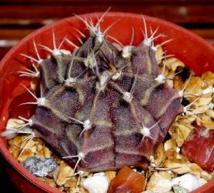 angie_gymnocalycium_mihanovichii2.jpg