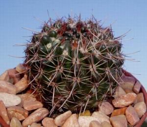 angie_notocactus_mammulosus.jpg