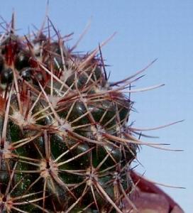 angie_notocactus_mammulosus1.jpg