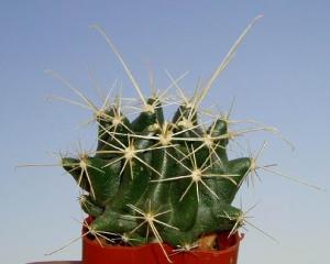 angie_hamatocactus_sinuatus.jpg