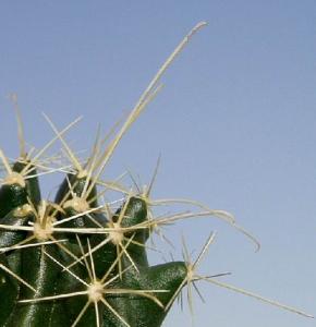 angie_hamatocactus_sinuatus1.jpg