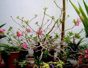 adenium01_.jpg