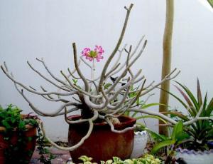 adenium03_.jpg