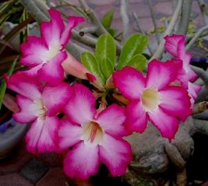 adenium_arabicum.jpg