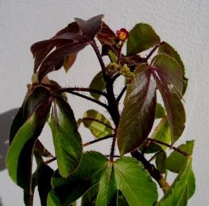 angie_jatropha_p1.jpg