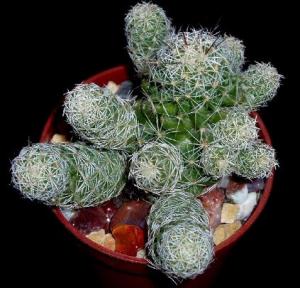 angie_mammillaria_gracilis02.jpg