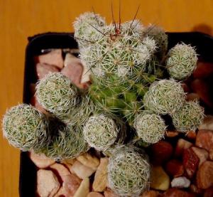 angie_mammillaria_gracilis03.jpg
