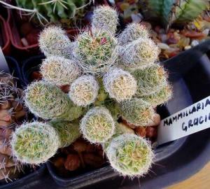 angie_mammillaria_gracilis04.jpg