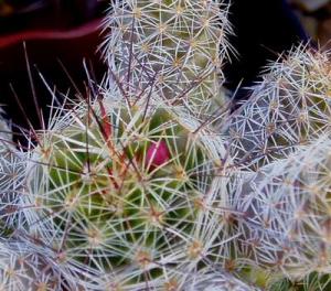 angie_mammillaria_gracilis05.jpg