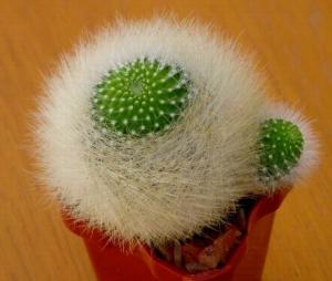 angie_notocactus_haselbergii01.jpg