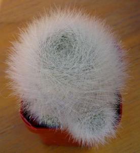 angie_notocactus_haselbergii02.jpg