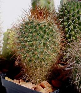 angie_mammillaria.jpg