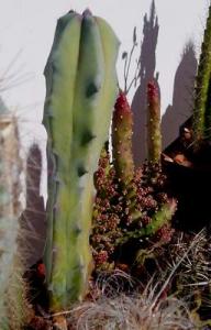 angie_Myrtillocactus_geometrizans3.jpg