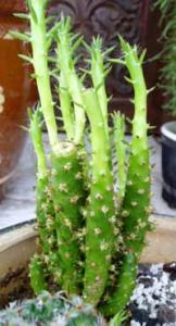 angie_cylindropuntia02.jpg