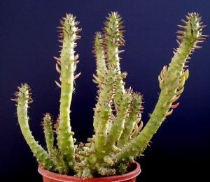 angie_cylindropuntia01.jpg