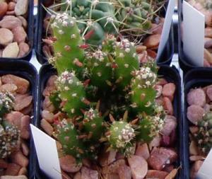 angie_cylindropuntia03.jpg