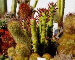 angie_cylindropuntia04.jpg