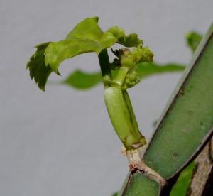 angie_cissus01.jpg