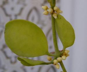 angie_succulent101.jpg
