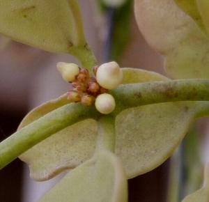 angie_succulent102.jpg