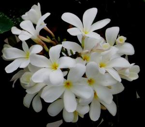 plumeria_star.jpg
