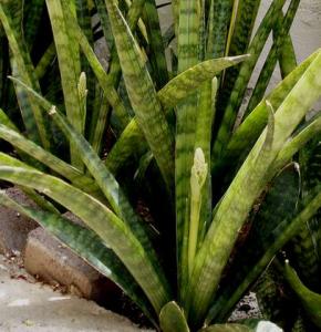 angie_garden84.jpg