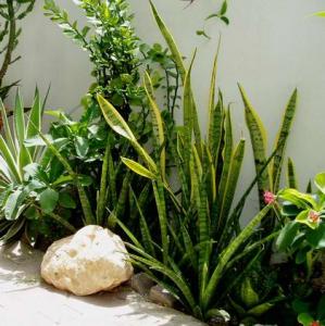 angie_garden86.jpg