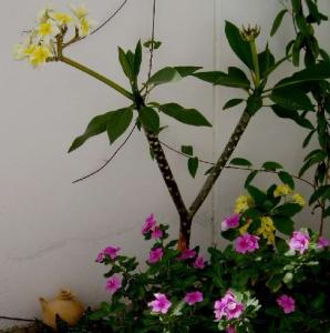 angie_plumeria1046.jpg