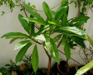 angie_plumeria2567.jpg