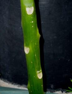 angie_plumeria701.jpg