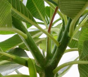 angie_plumeria602.jpg