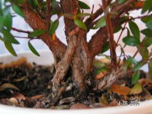 PICT0415.JPG