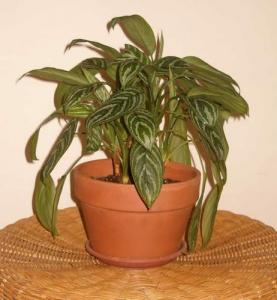 aglaonema_1.JPG